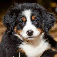 gezondheid berner sennen