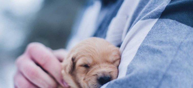 groeicurve berner sennen pup