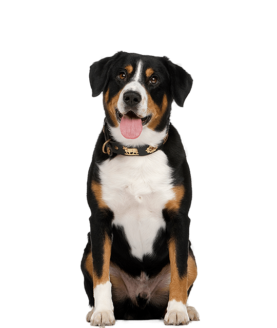 karakter berner sennenhond