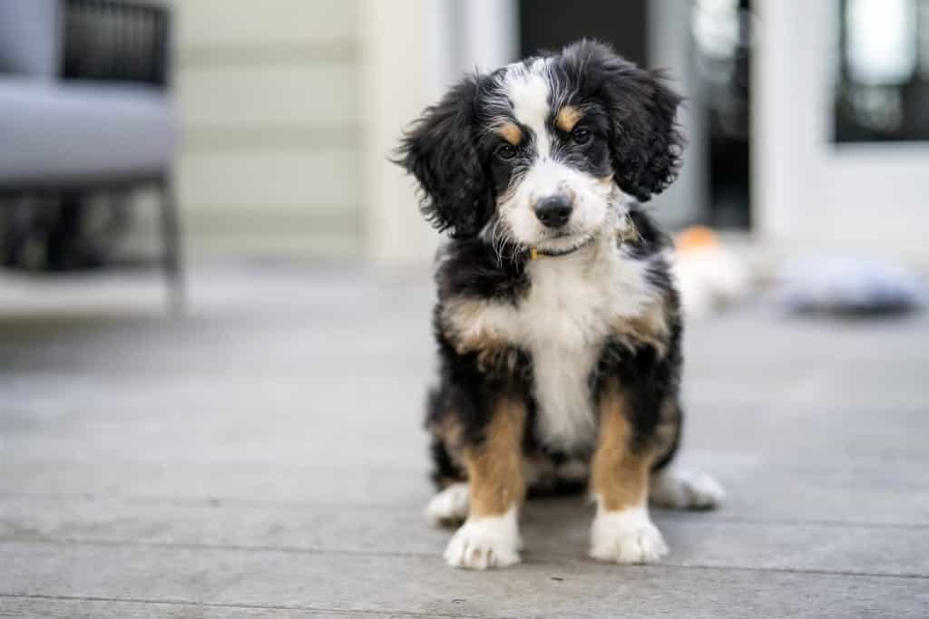 karaktereigenschappen berner sennen