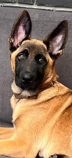 kaukasische herder fokker belgië