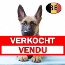 kennels mechelse herders belgie