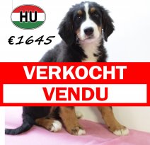kostprijs berner sennen pup