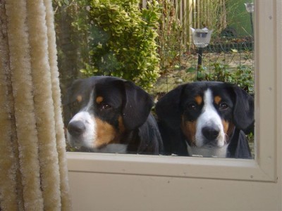 pupbemiddeling berner sennen