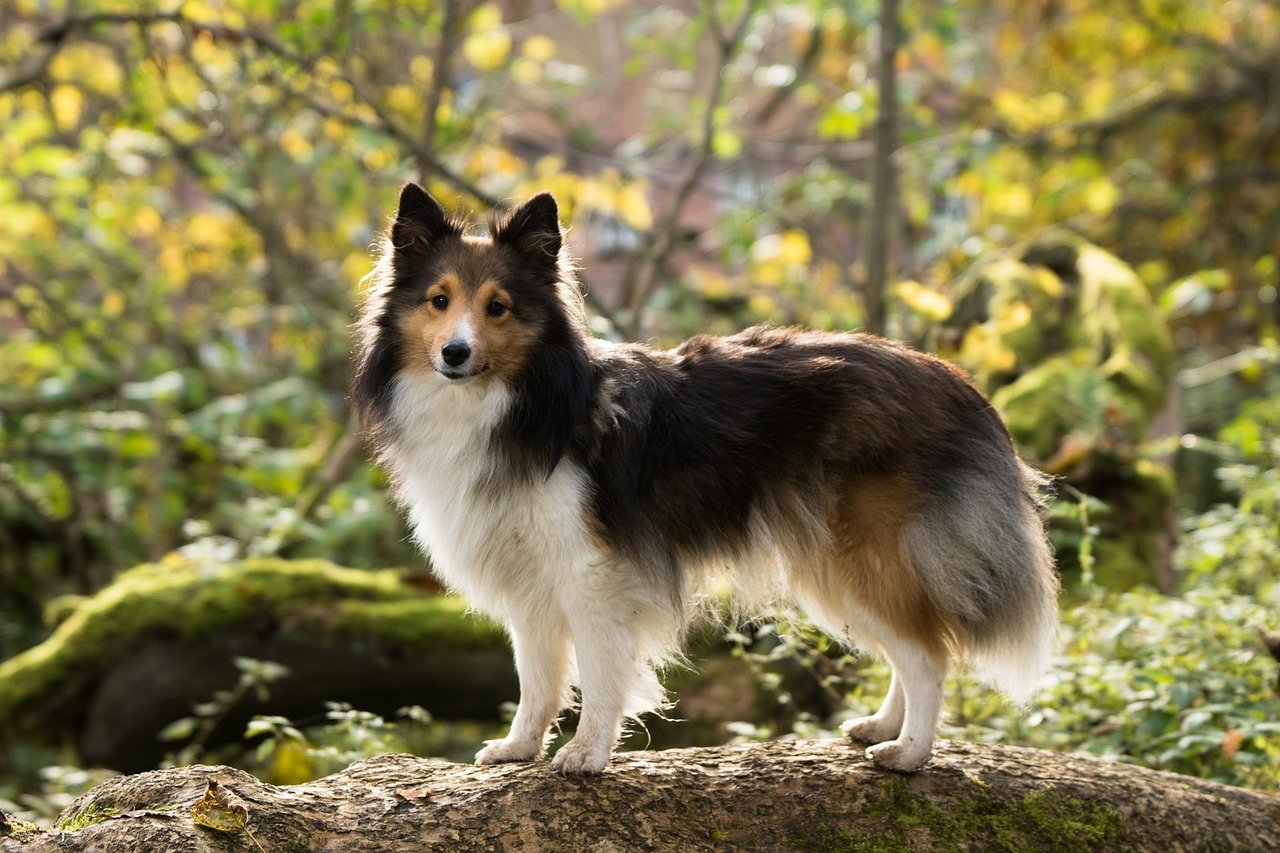 sheltie fokker belgie