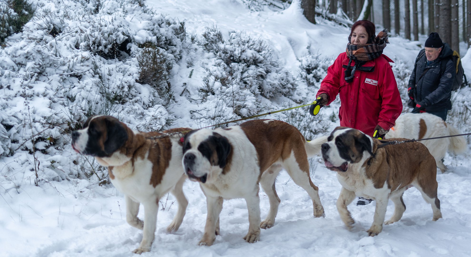 sint bernard kennel belgie