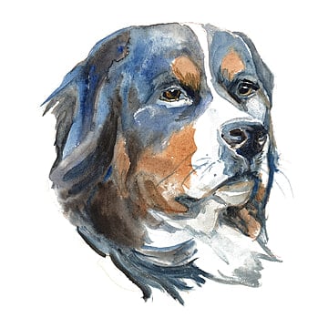 tekening berner sennenhond