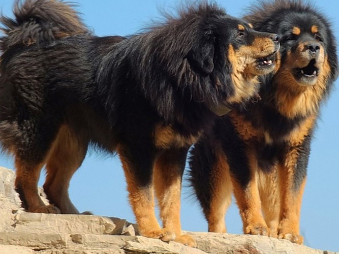 tibetaanse mastiff fokker belgië