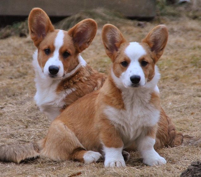 welsh corgi fokker belgie