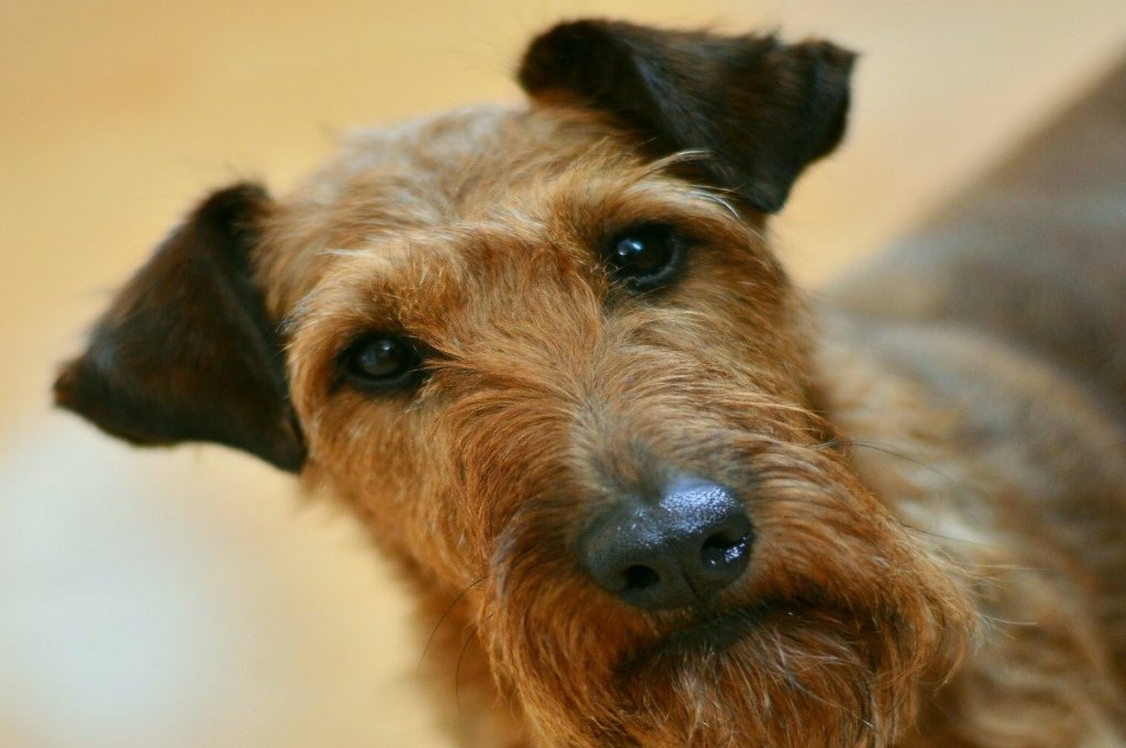 welsh terrier fokker belgie