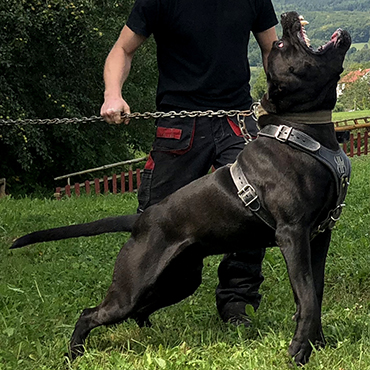 bandog kennel belgie