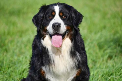 berner sennen pups te koop tweedehands