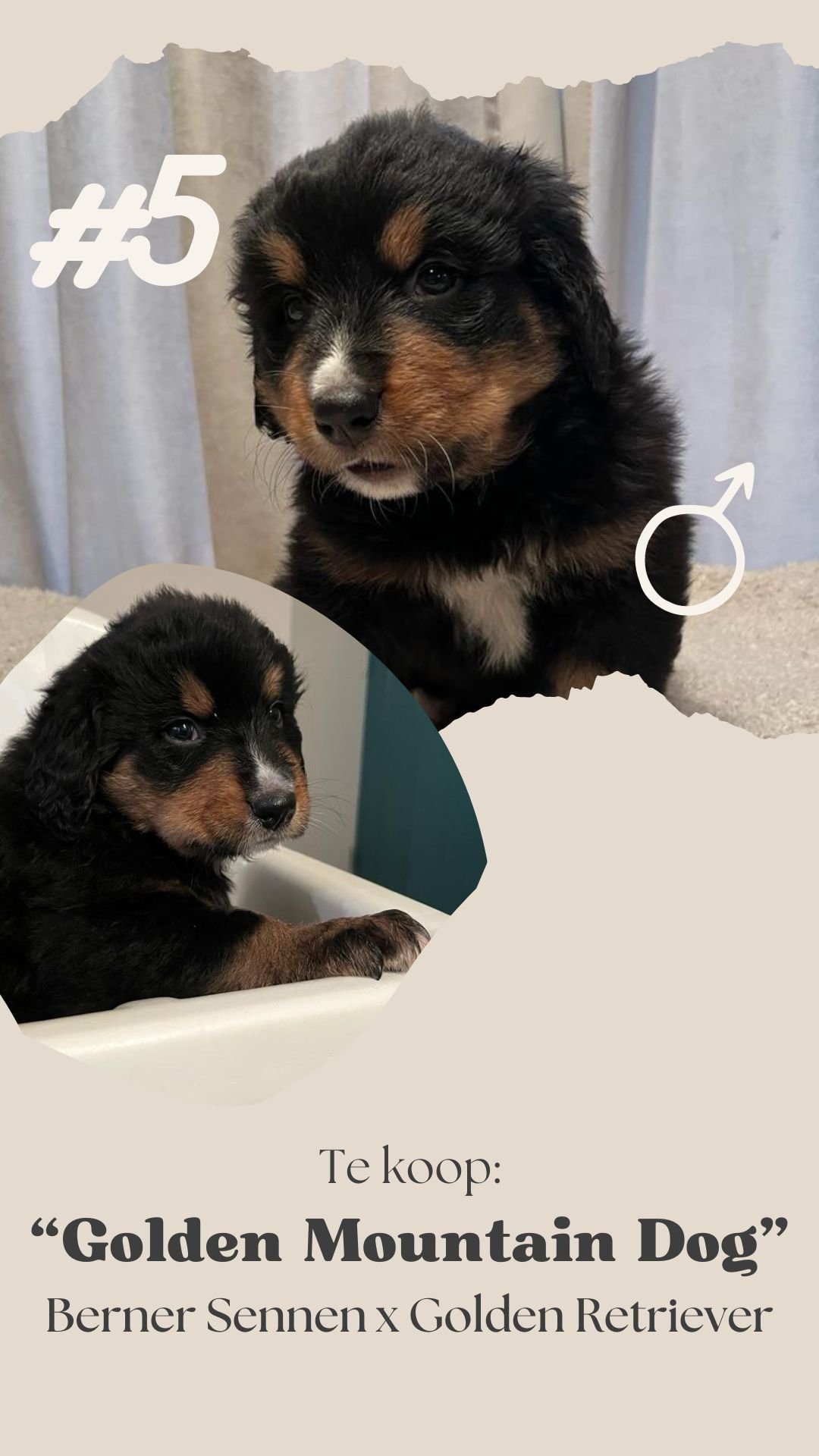 berner sennen pups tweedehands