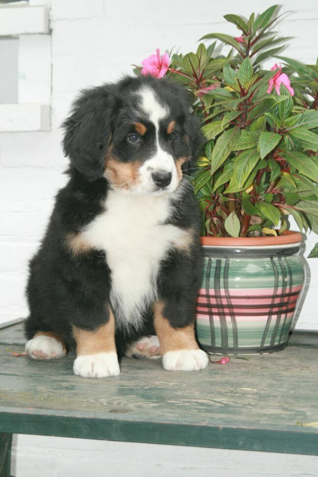 berner sennen pups verwacht