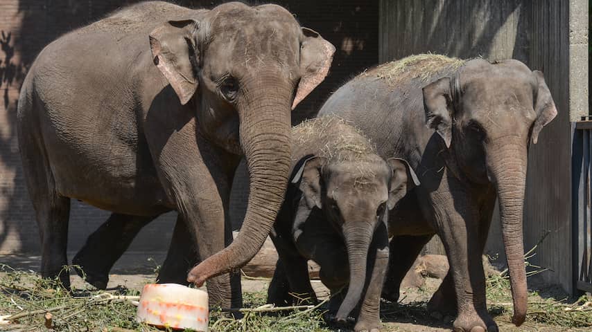 fokprogramma dierentuin