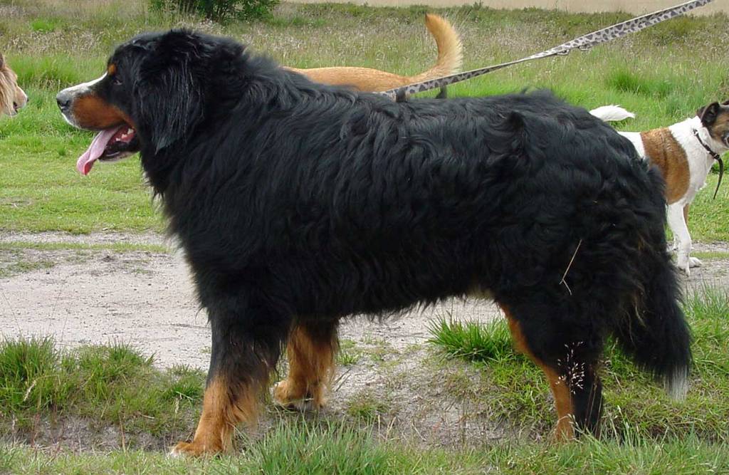 gedrag berner sennenhond