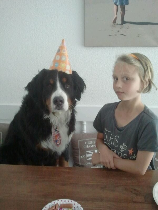 gefeliciteerd berner sennen