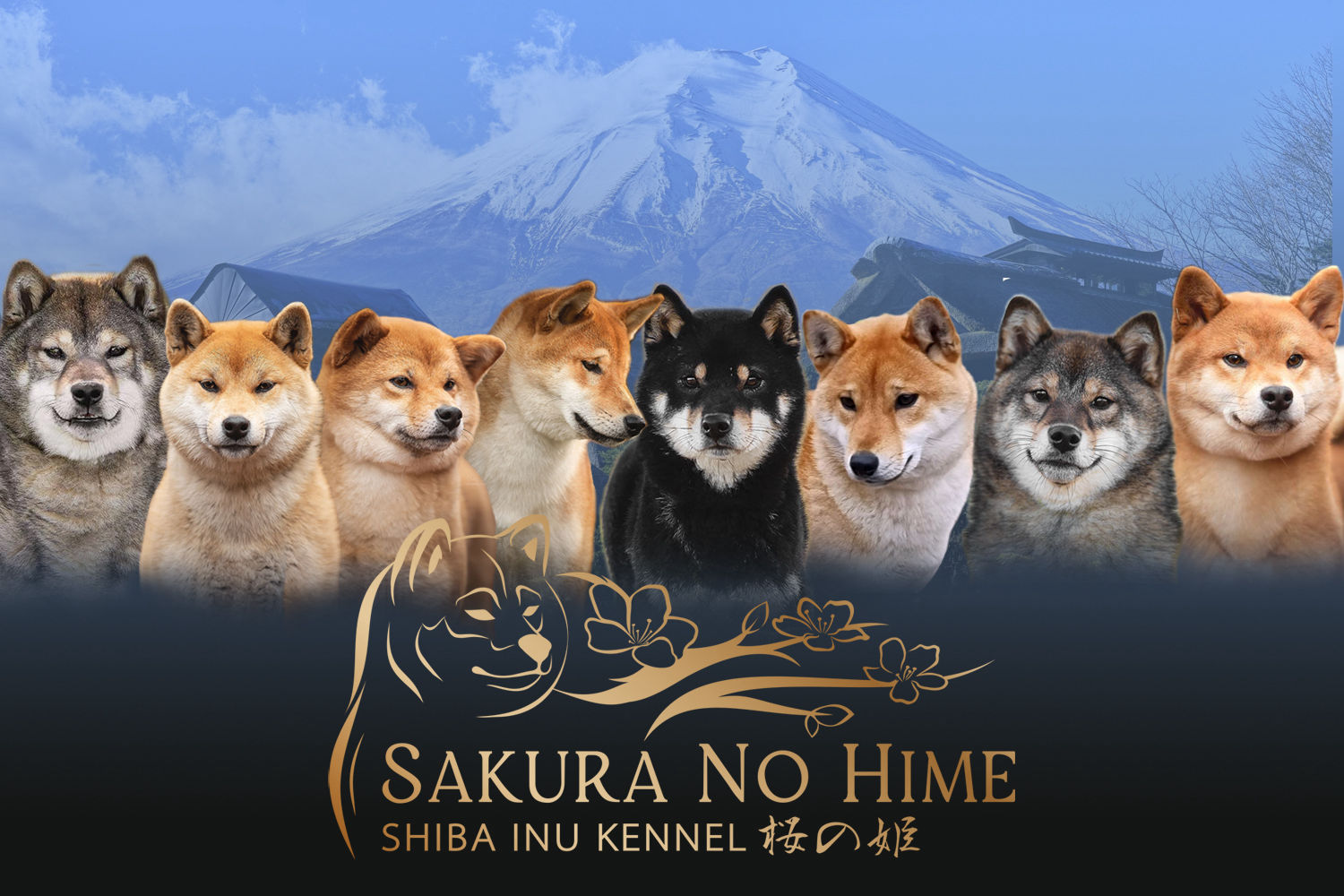 shiba inu kennel belgie