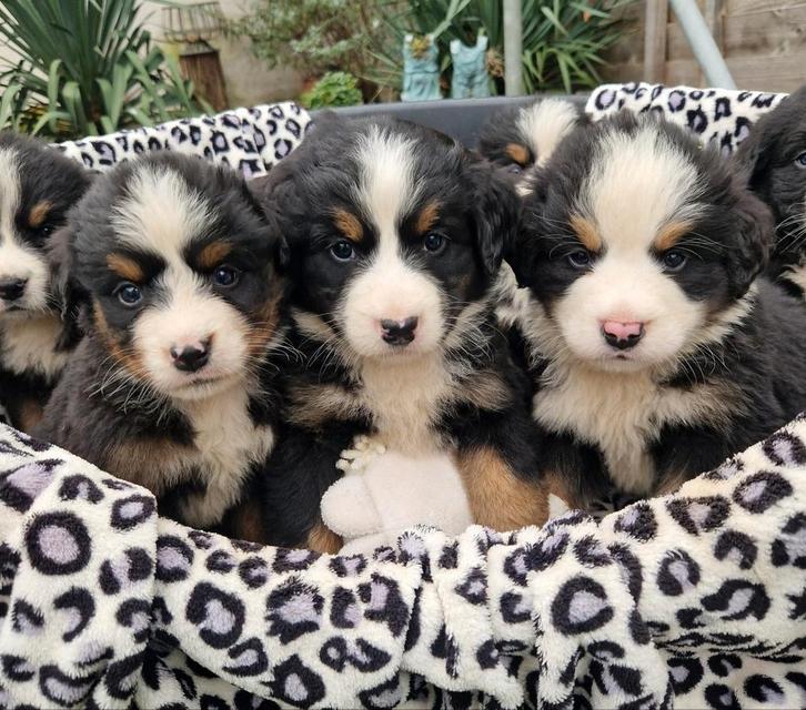 berner sennen puppies te koop