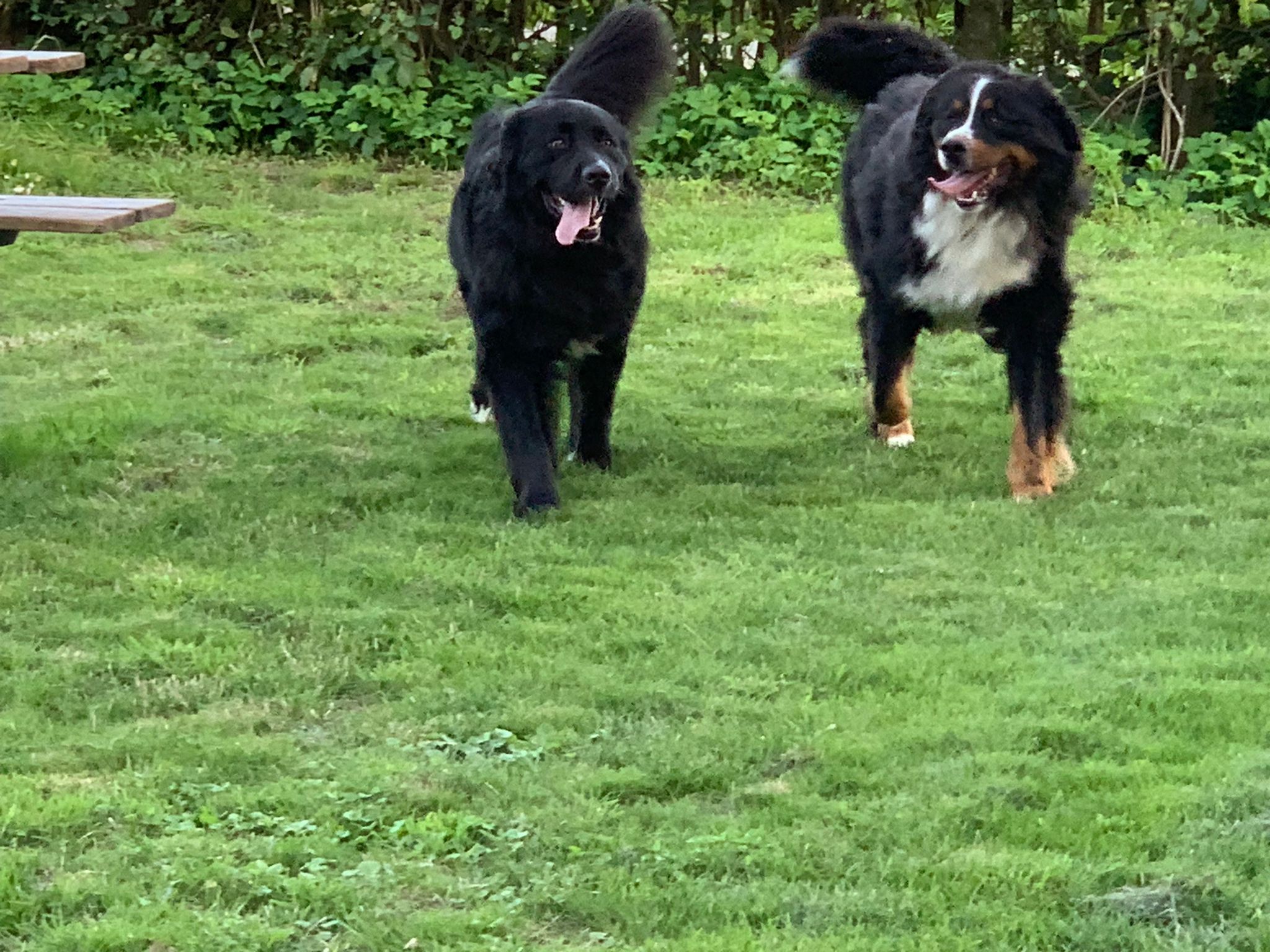 berner sennen pups te koop tweedehands