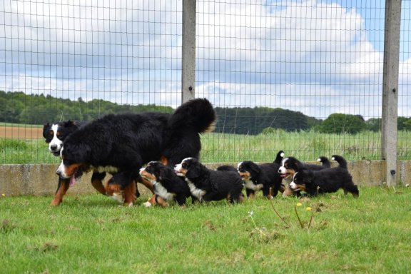 berner sennen pups tweedehands
