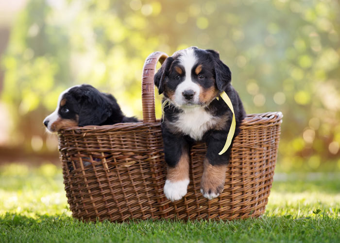 berner sennen pups verwacht