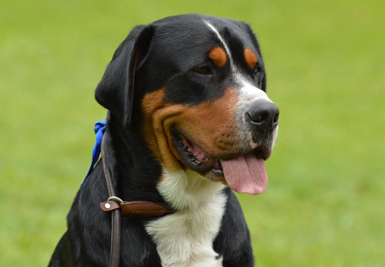 berner sennen rassen