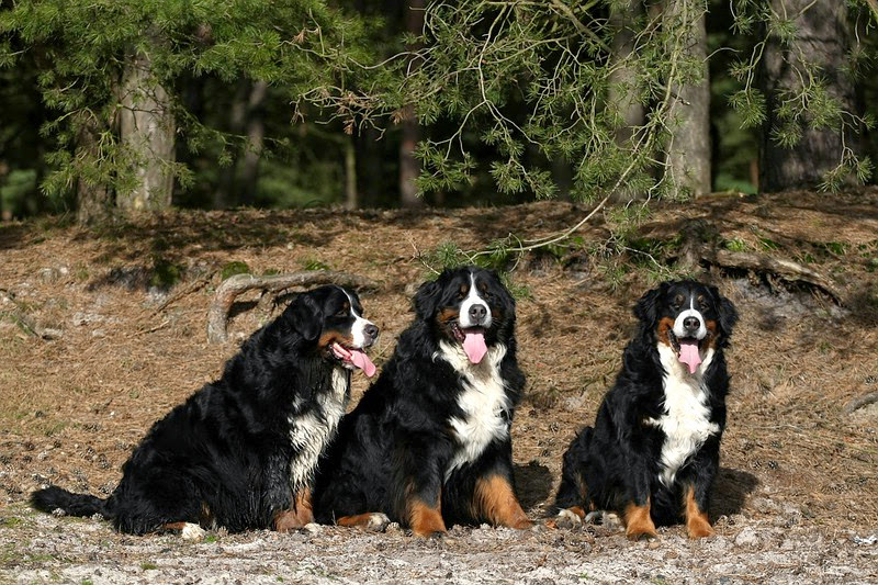 berner sennenclub