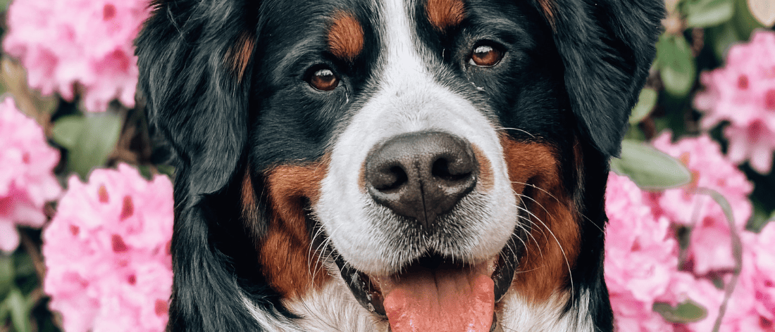 berner sennenhond kortharig