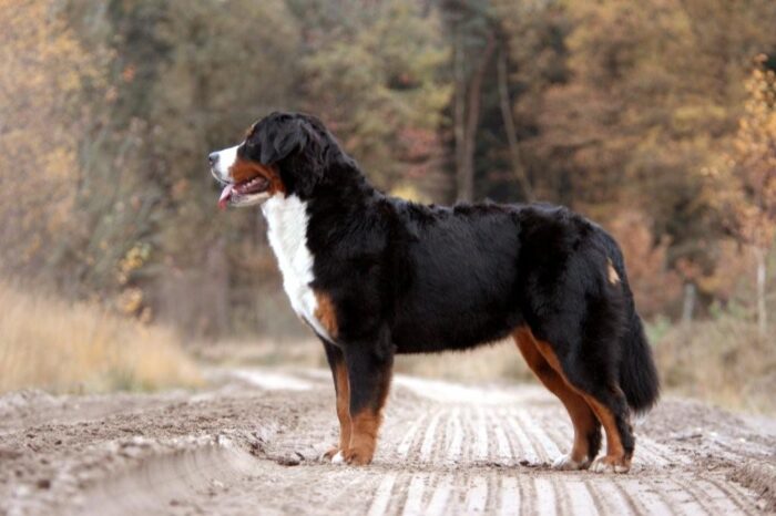 berner sennenhond prijs
