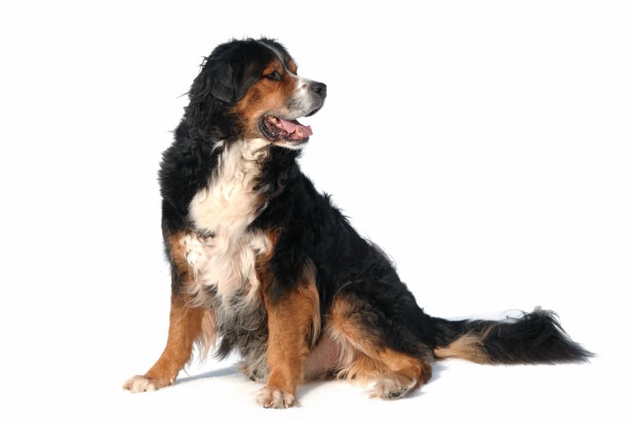 de berner sennenhond