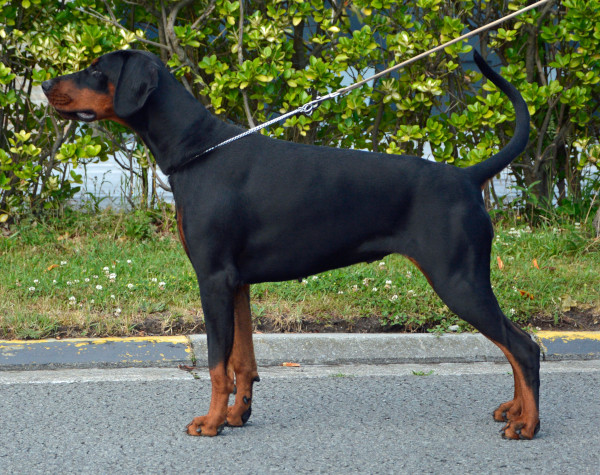 dobermann kennel belgie
