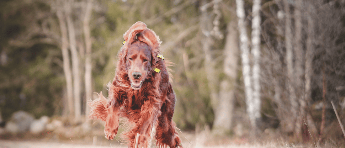 ierse setter fokkers belgie