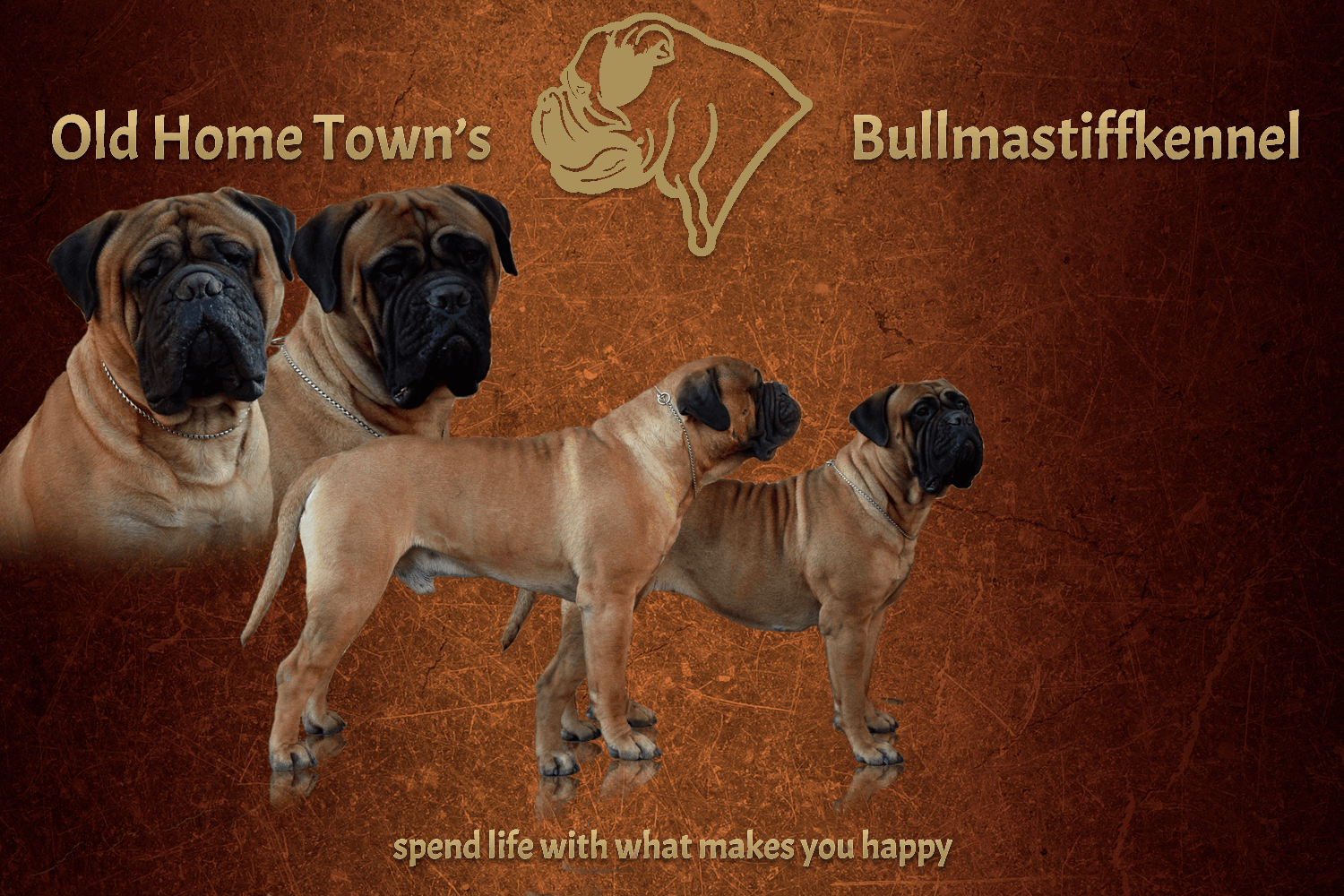 mastiff fokkers belgie