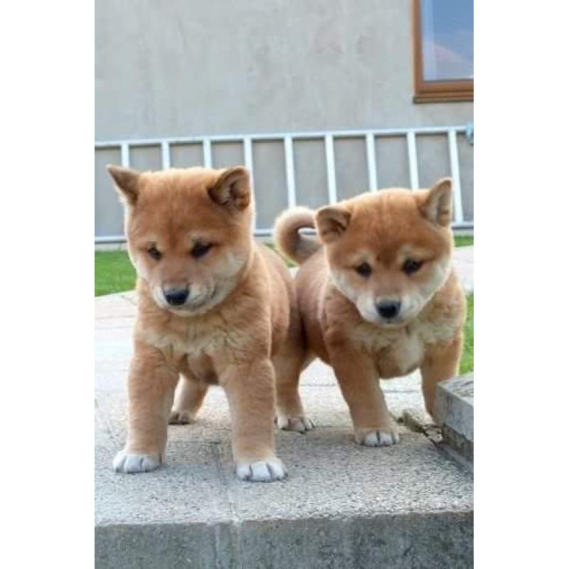 shiba inu kennel belgie