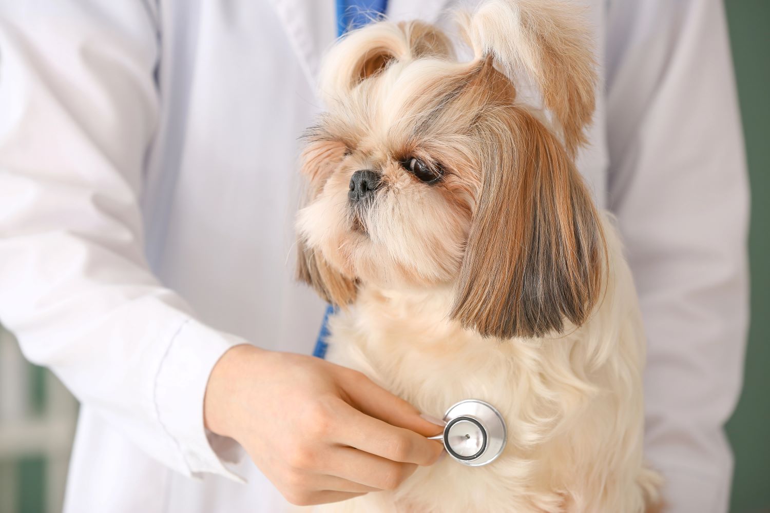 shih tzu fokker oost vlaanderen