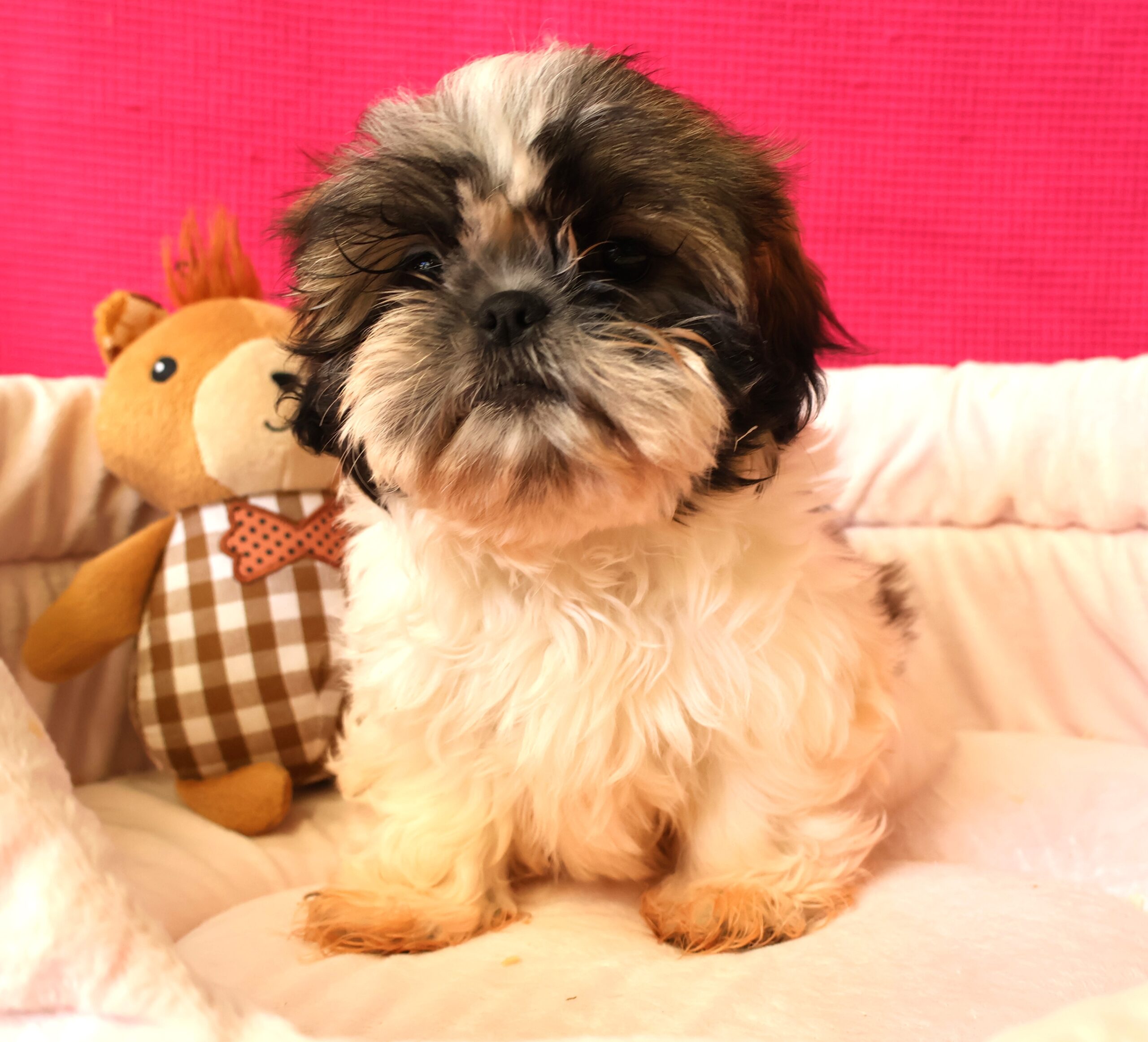 shih tzu kennel belgie
