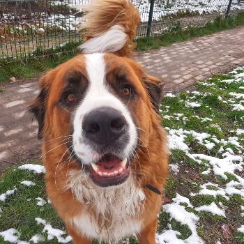 berner sennen sint bernard pup