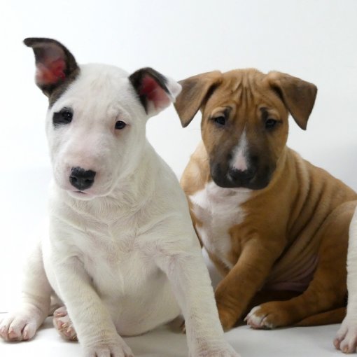 bull terrier fokker belgie