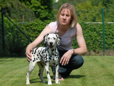 dalmatier fokker belgie