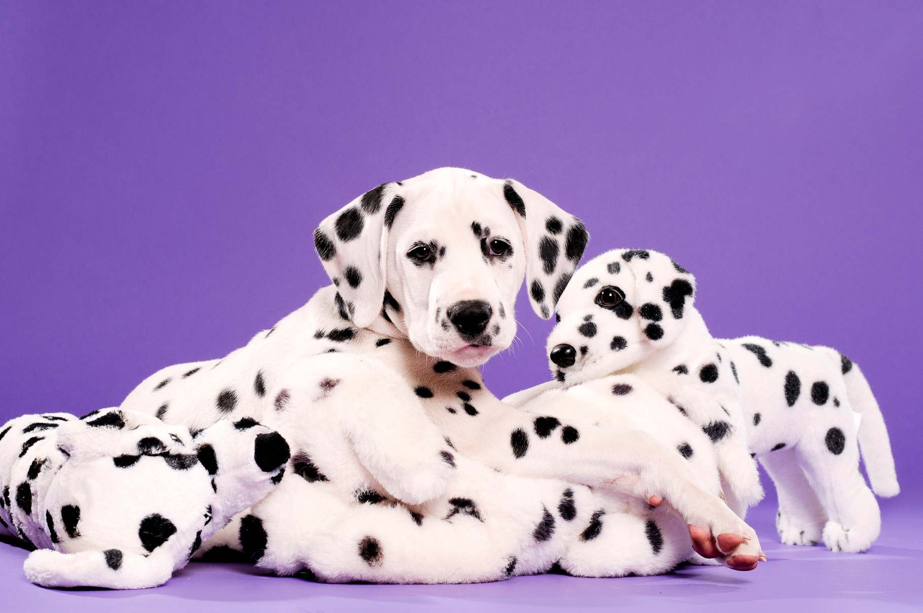 dalmatier kennel belgie