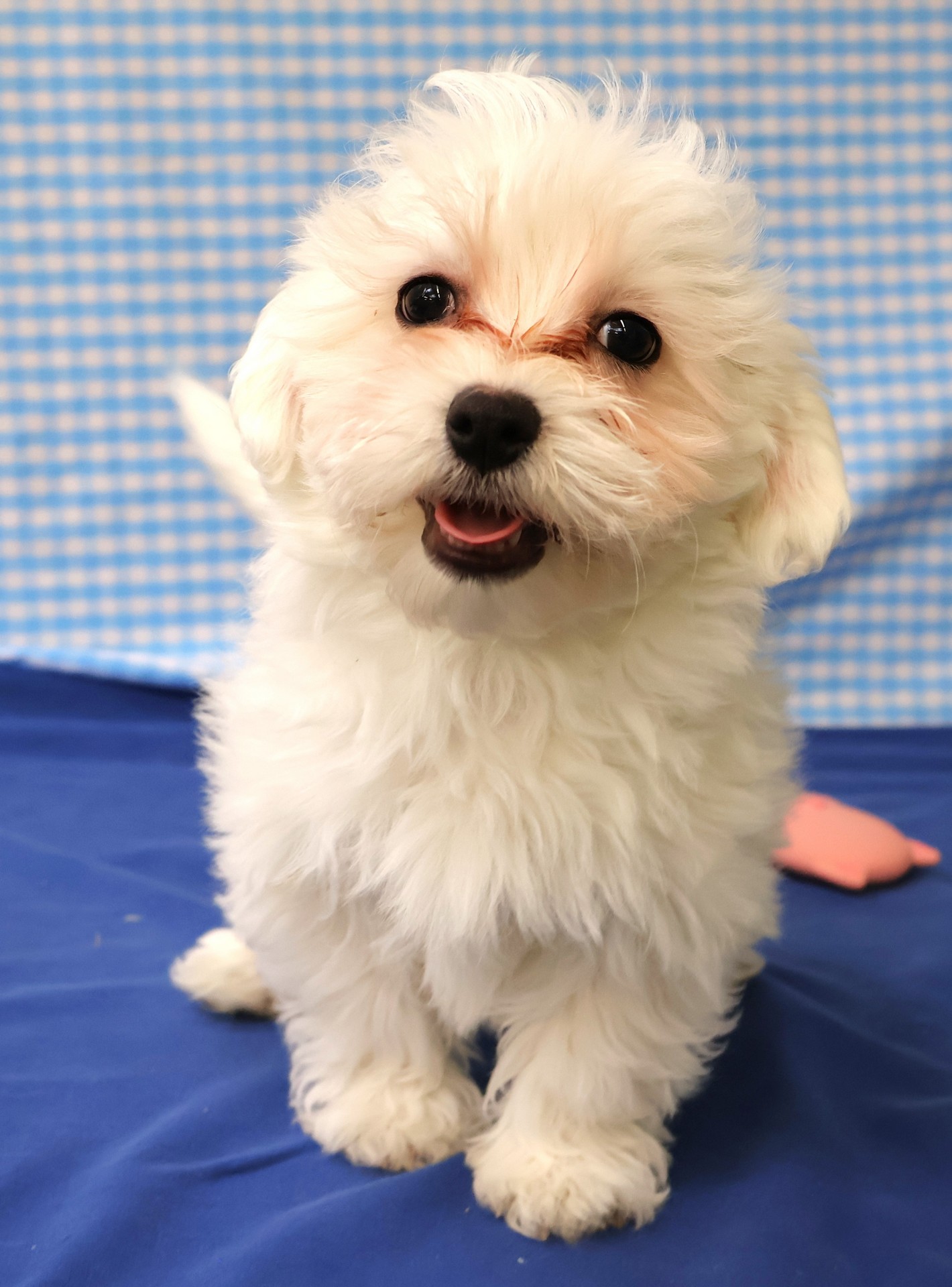 maltezer kennel belgie