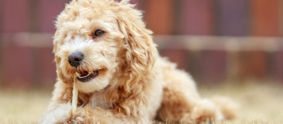 maltipoo kennel belgië