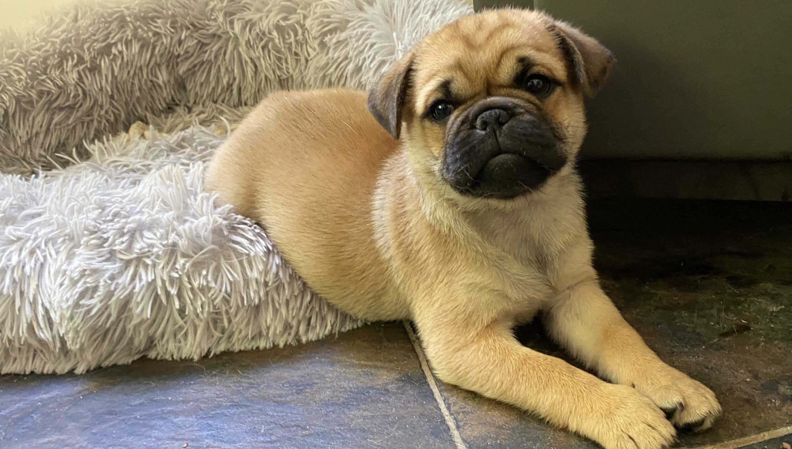 mopshond fokker belgië