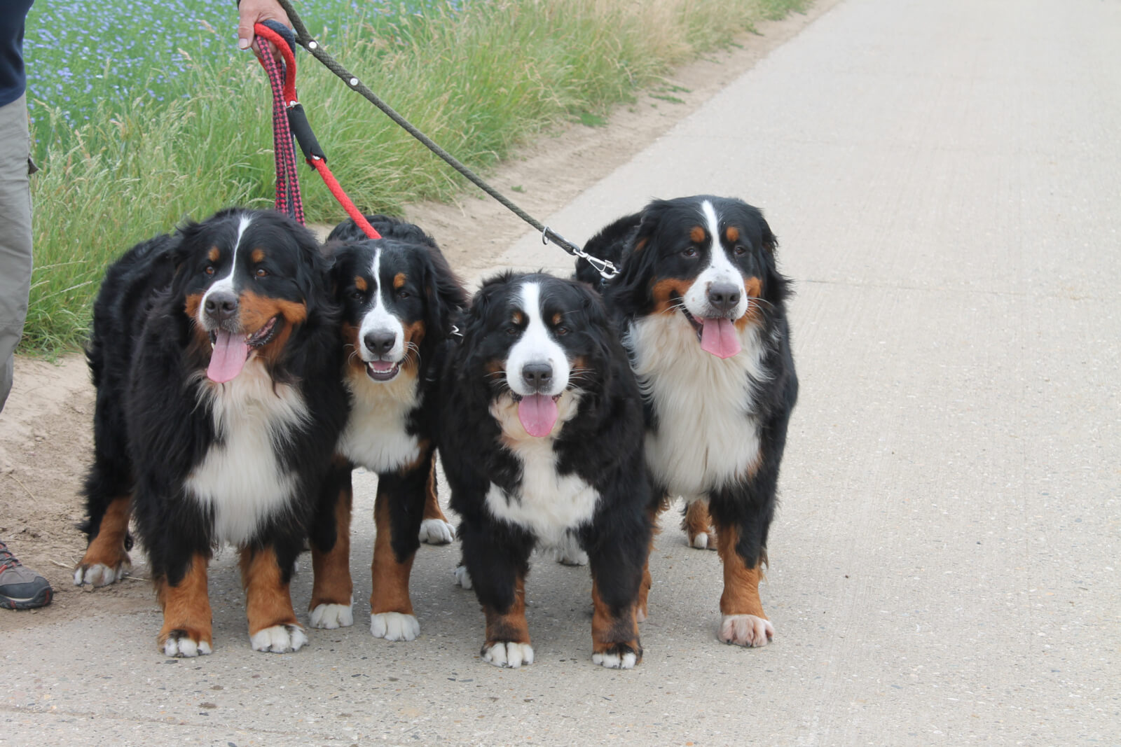 nest berner sennen pups