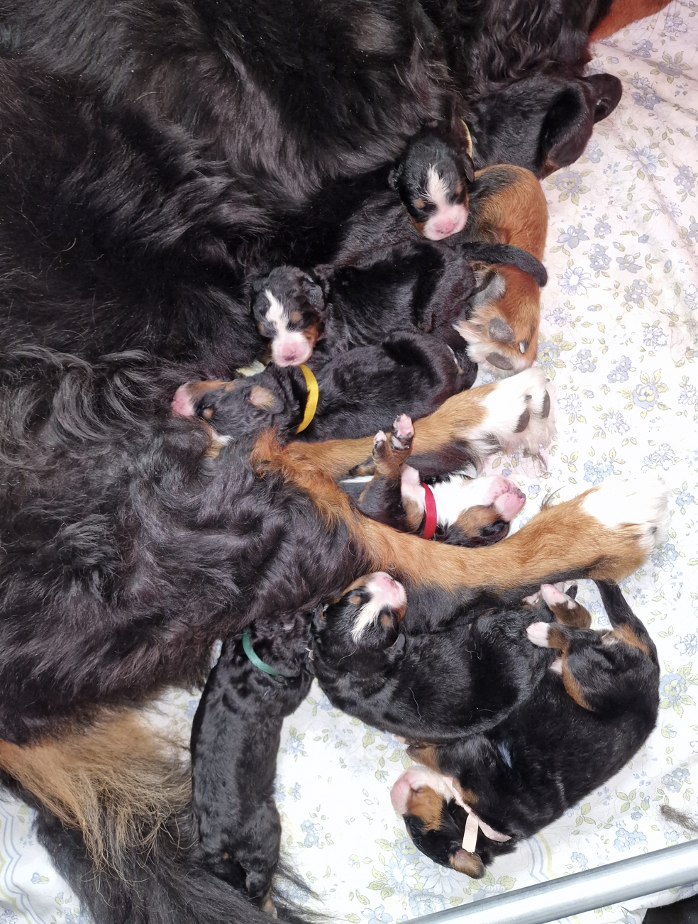 nestje berner sennen