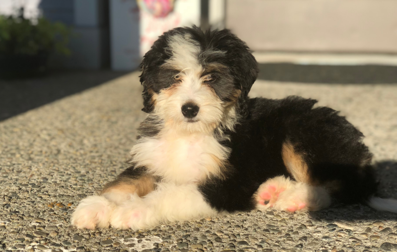 berner sennen doodle pup