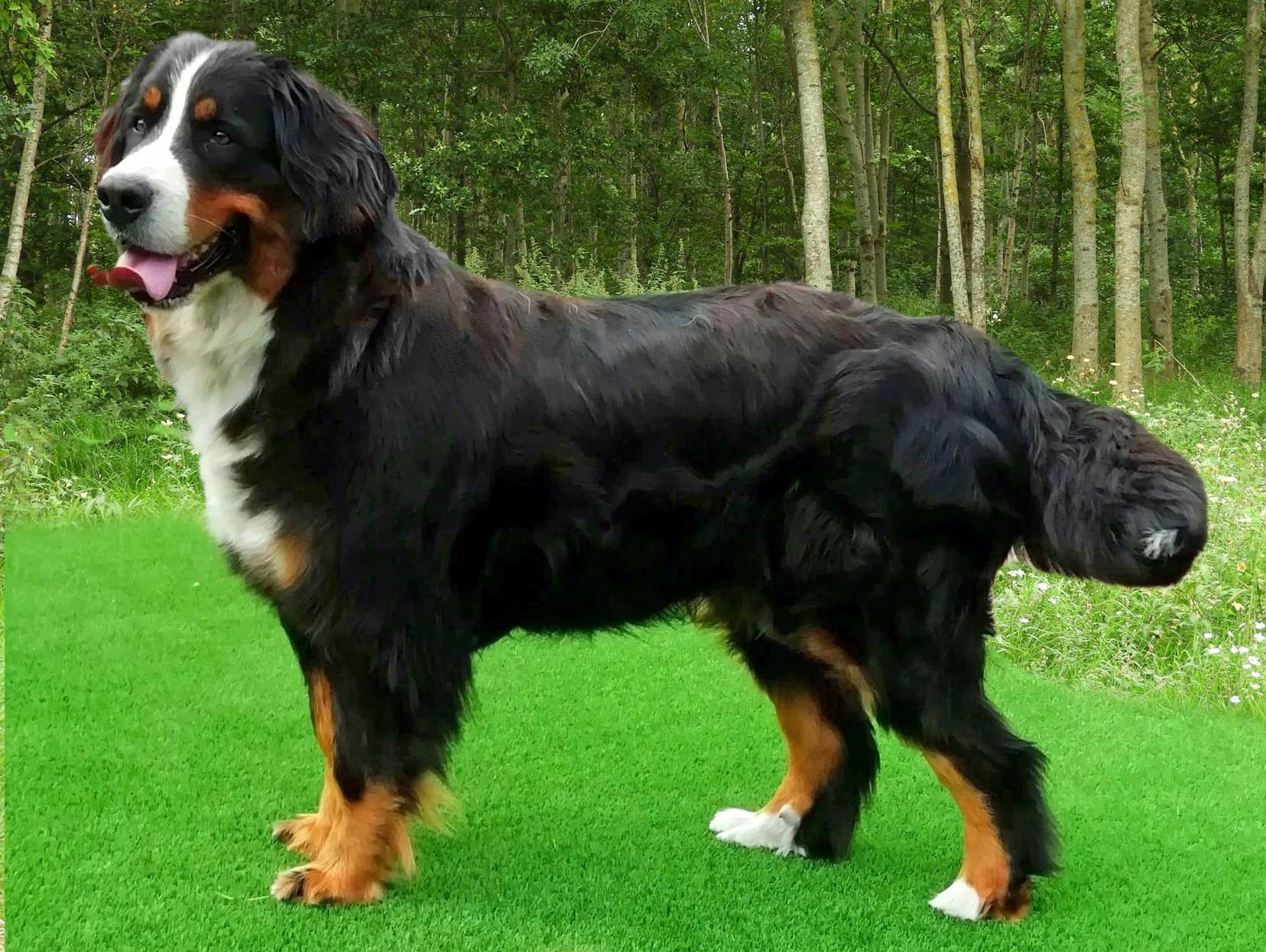 berner sennen gezondheid