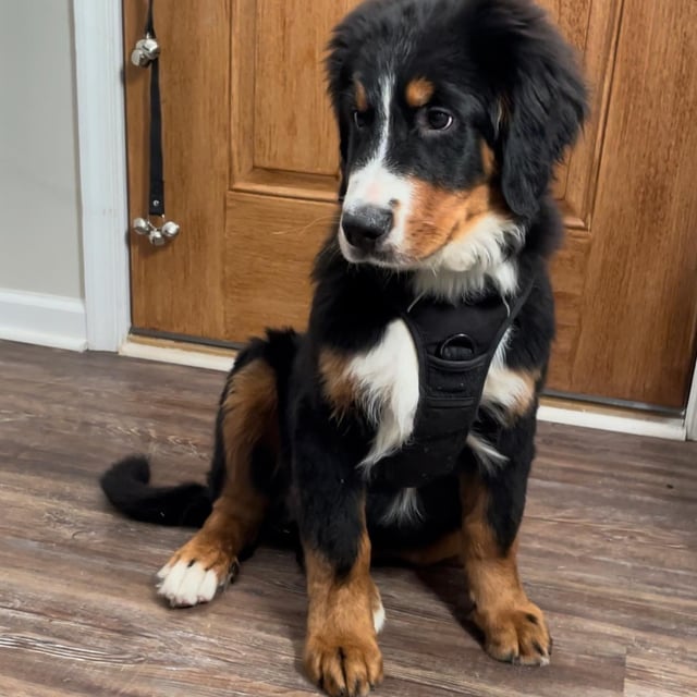 berner sennen pup 4 weken