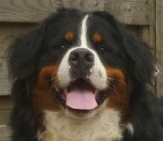 berner sennen pup 6 weken